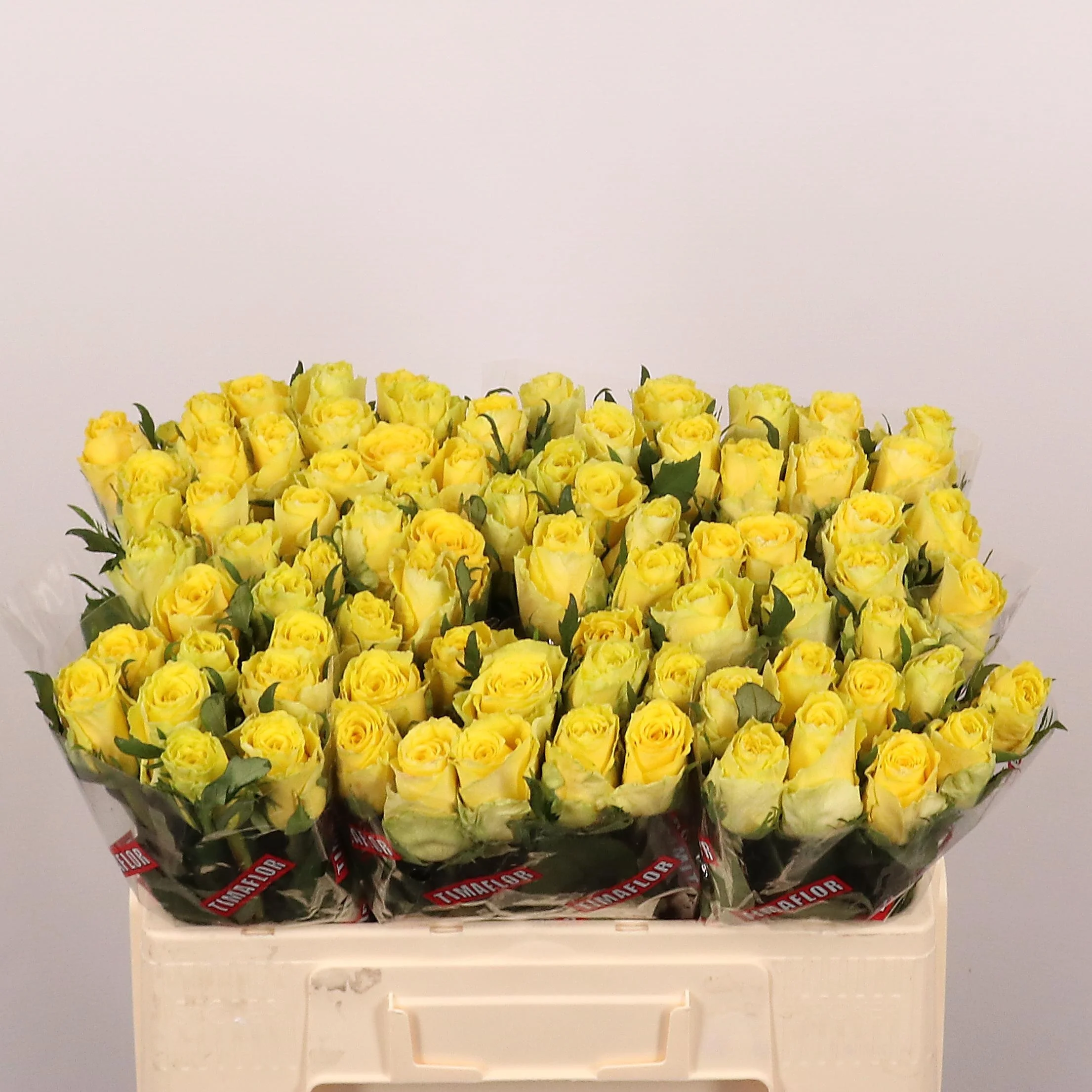 R-GR-GOOD-TIMES-50CM