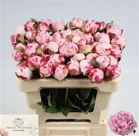 PAEO-L-SARA-BERNHARD-50CM