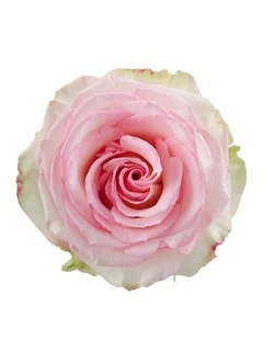 EKVATOR GÜL ESPARANCE 