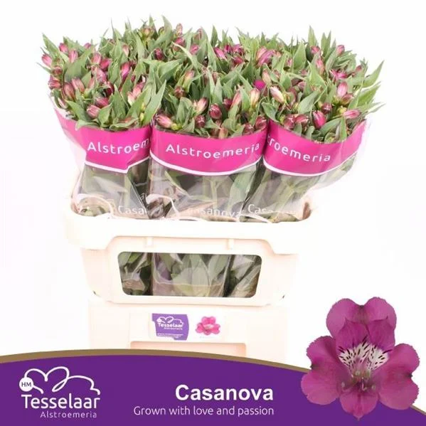 ALSTR-CASANOVA-70GR-75CM