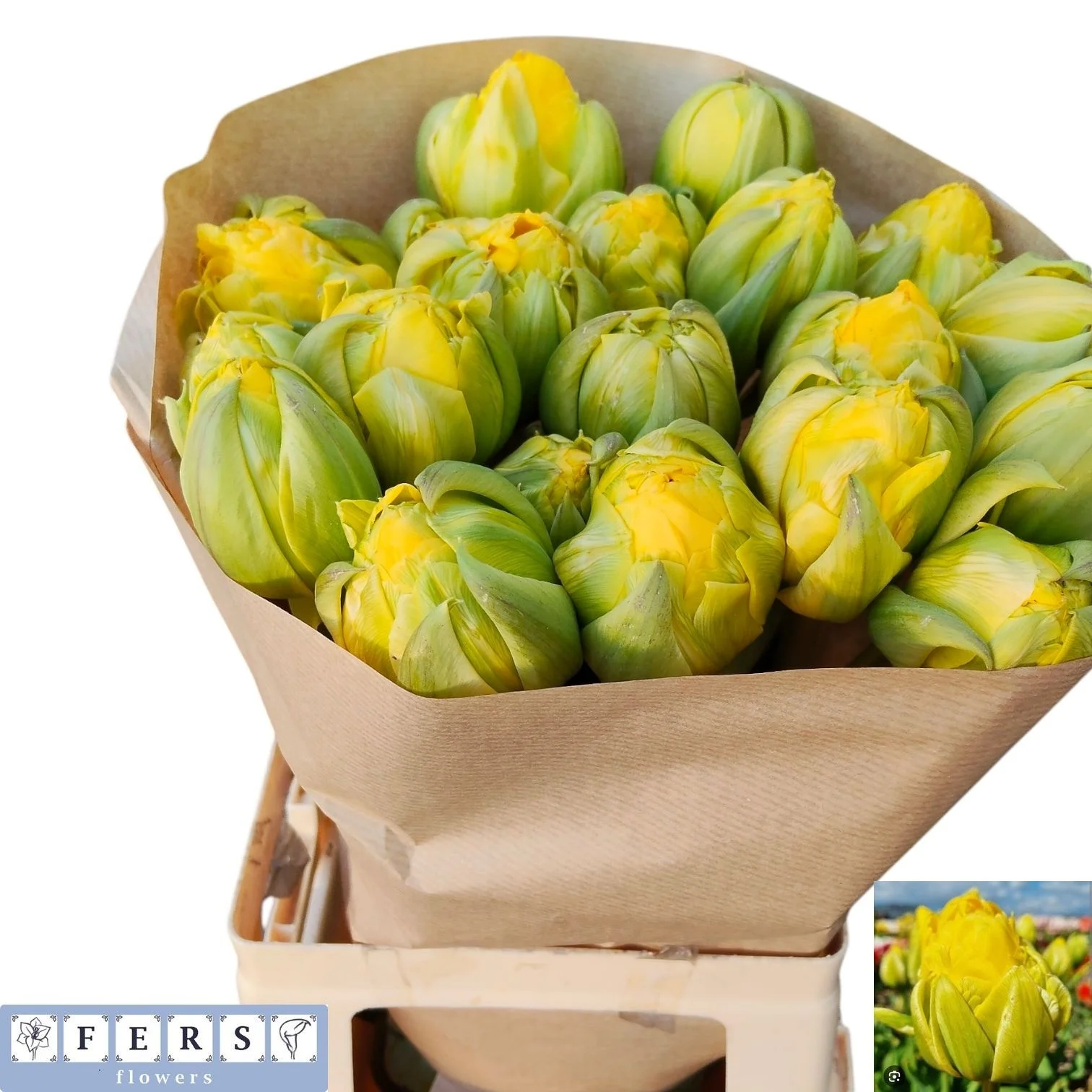 TU-DU-VANILLA-COUP-60CM