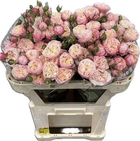 R-TR-ROYAL-BLUSH-70CM