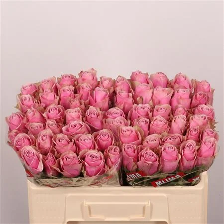 R-GR-ATHENA-ROYALE-50CM