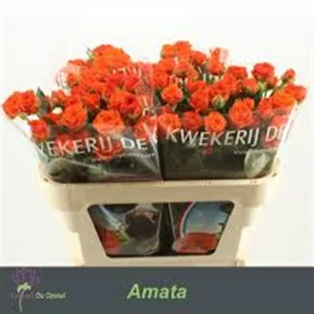 R-TR-AMATA-70CM