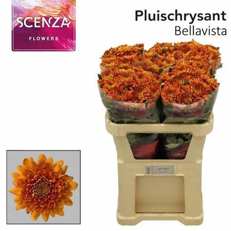 CHR-G-BELLAVISTA-70CM